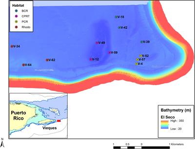 Prevalence of Stony Coral Tissue Loss Disease at El Seco, a Mesophotic Reef System off Vieques Island, Puerto Rico